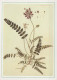 FLOWERS Vintage Ansichtskarte Postkarte CPSM #PAS442.DE - Blumen