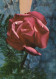 FLOWERS Vintage Ansichtskarte Postkarte CPSM #PAS322.DE - Flowers