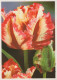 FLOWERS Vintage Ansichtskarte Postkarte CPSM #PAR361.DE - Flowers