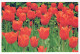 FLOWERS Vintage Ansichtskarte Postkarte CPSM #PAR119.DE - Flowers