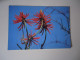 BRAZIL  POSTCARDS TURISMO  FLOWERS CACTUS FOR MORE PURCHASES 10% DISCOUNT - Poissons Et Crustacés