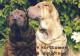 HUND Tier Vintage Ansichtskarte Postkarte CPSM #PAN669.DE - Chiens