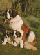 HUND Tier Vintage Ansichtskarte Postkarte CPSM #PAN474.DE - Cani