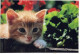 KATZE MIEZEKATZE Tier Vintage Ansichtskarte Postkarte CPSM #PAM600.DE - Katten