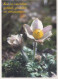 FLEURS Vintage Carte Postale CPSM #PBZ366.FR - Fleurs