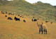 VACHE Animaux Vintage Carte Postale CPSM #PBR791.FR - Cows