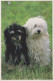 CHIEN Animaux Vintage Carte Postale CPSM #PBQ491.FR - Chiens