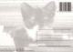 CHAT CHAT Animaux Vintage Carte Postale CPSM #PBQ760.FR - Chats