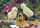 PÂQUES POULET ŒUF Vintage Carte Postale CPSM #PBO902.FR - Easter