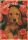 CANE Animale Vintage Cartolina CPSM #PAN602.IT - Hunde