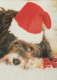 CANE Animale Vintage Cartolina CPSM #PAN536.IT - Chiens