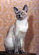 GATTO KITTY Animale Vintage Cartolina CPSM #PAM099.IT - Chats