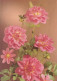 FLOWERS Vintage Ansichtskarte Postkarte CPSM #PBZ791.DE - Blumen