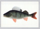 FISCH Tier Vintage Ansichtskarte Postkarte CPSM #PBS854.DE - Vissen & Schaaldieren