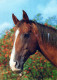 PFERD Tier Vintage Ansichtskarte Postkarte CPSM #PBR941.DE - Horses