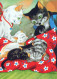 GATTO KITTY Animale Vintage Cartolina CPSM #PBQ947.IT - Katten