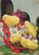PASQUA POLLO UOVO Vintage Cartolina CPSM #PBO842.IT - Easter
