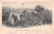 MARTINIQUE Et GUADELOUPE - Récolte Des Ananas - Précurseur Voyagé 1902 (2 Scans) Lucy Dechavanne, 4 Place D'Armes Roanne - Other & Unclassified