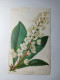 CHROMOLITHOGRAPHIE REVUE HORTICOLE ANOPTERUS GLANDULOSA 15 X 24,5 Cm (abimée) - Other & Unclassified