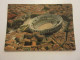 CP CARTE POSTALE GARD NIMES La ROME FRANCAISE Les ARENES - Ecrite - Nîmes