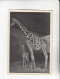 Mit Trumpf Durch Alle Welt Muttertiere Mit Jungen II Giraffe     C Serie 13 # 1 Von 1934 - Other Brands