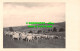 R507565 Cows. Postcard - Welt