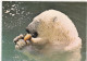 FAUNE LES MATHES.(17). " OURS BLANC ". ZOO DE LA PALMYRE; - Bears