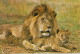 Zimbabwe Postcard Sent To Denmark 15-6-1982 (Lions) - Simbabwe