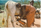 Kenya Postcard Sent To Denmark 22-7-1980 (Milking Time In A Masai Village) - Kenia