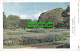 R507079 Kew. Royal Botanic Gardens. The Iris Garden. W. F. Sedgwick - World