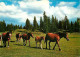 Animaux - Chevaux - Au Pâturage Du Jura - Poulain - CPM - Voir Scans Recto-Verso - Paarden