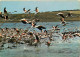 Oiseaux - Flamants Roses - Camargue - Flamingos - CPM - Voir Scans Recto-Verso - Birds