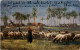 Cairo - Bedouin Shepherds - Le Caire