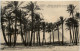 Palm Trees And The Three Pyramids - Le Caire