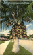 Florida - Cocoanut Palm - Other & Unclassified