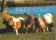 Animaux - Chevaux - Royaume-Uni - The Miniature Pony Centre, Moretonhampstead, Devon - Poneys - Carte Neuve - CPM - UK - - Paarden