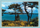 56 - Ile Aux Moines - CPM - Voir Scans Recto-Verso - Ile Aux Moines