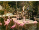 Oiseaux - Flamants Roses - Les Mathes - Zoo De La Palmyre - Flamingos - CPM - Voir Scans Recto-Verso - Birds