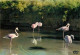 Oiseaux - Flamants Roses - Camargue - Flamingos - CPM - Voir Scans Recto-Verso - Birds