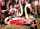 Oiseaux - Flamants Roses - Camargue - Flamingos - CPM - Voir Scans Recto-Verso - Birds