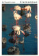 Oiseaux - Flamants Roses - Camargue - Flamingos - CPM - Voir Scans Recto-Verso - Vögel