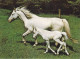 AK 214923 HORSE / PFERD / CHEVAL ... - Cavalli