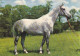 AK 214924 HORSE / PFERD / CHEVAL ... - Cavalli