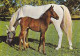 AK 214930 HORSE / PFERD / CHEVAL .. - Cavalli