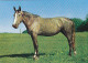 AK 214937 HORSE / PFERD / CHEVAL .. - Horses