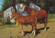 AK 214938 HORSE / PFERD / CHEVAL .. - Pferde