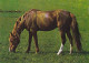 AK 214939 HORSE / PFERD / CHEVAL .. - Paarden