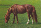 AK 214945 HORSE / PFERD / CHEVAL .. - Paarden