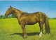 AK 214948 HORSE / PFERD / CHEVAL .. - Horses