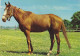 AK 214949 HORSE / PFERD / CHEVAL .. - Cavalli